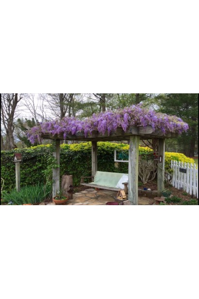 Цветущая Wisteria на беседке – весеннее украшение участка.